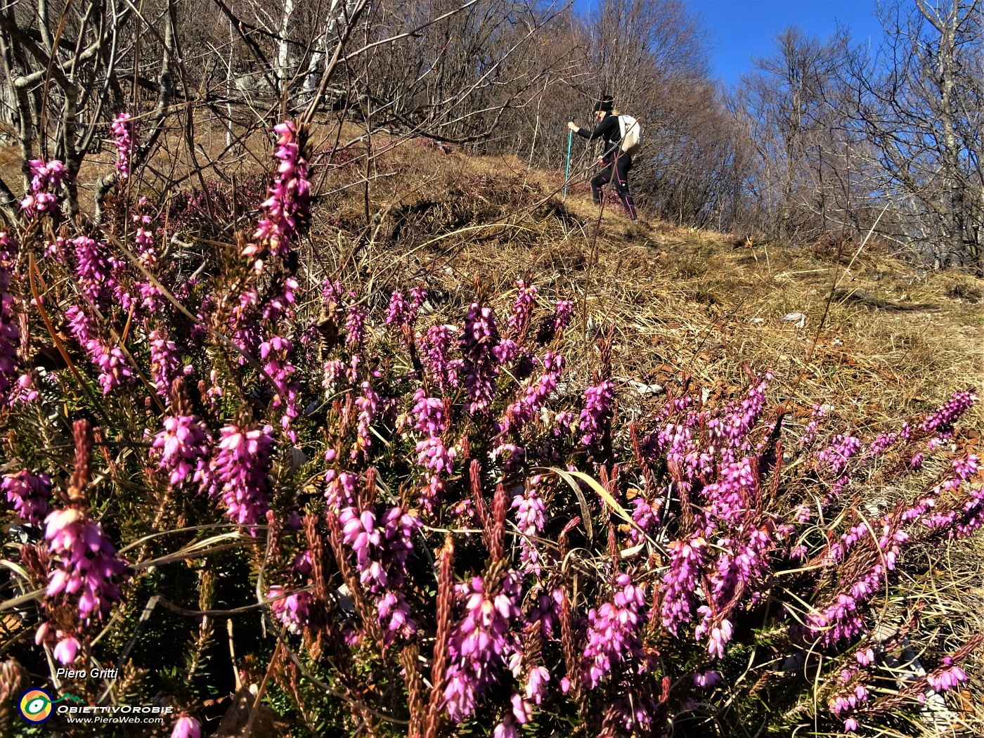 27 Erica in fiore sul sentiero.JPG